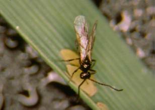 wasp parasitoid